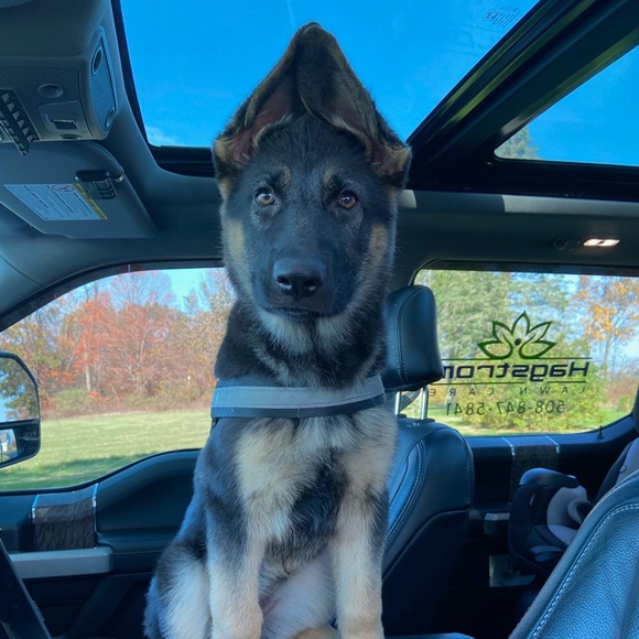 Meet your Posher, Adrienne - Picture 2 of 2